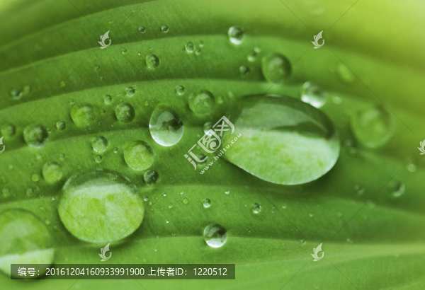 帶水滴的綠葉