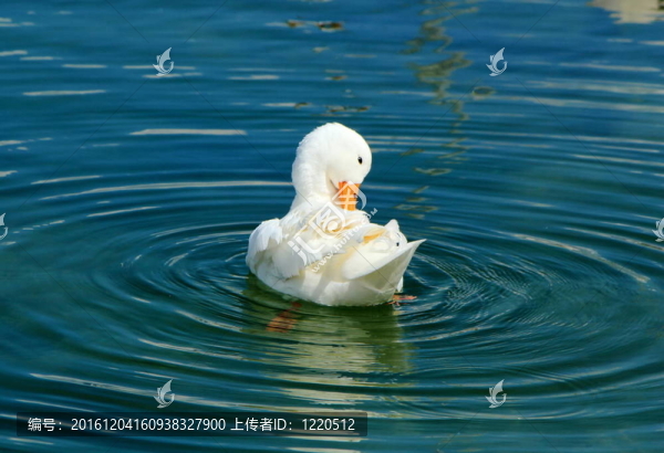 安靜的白鴨