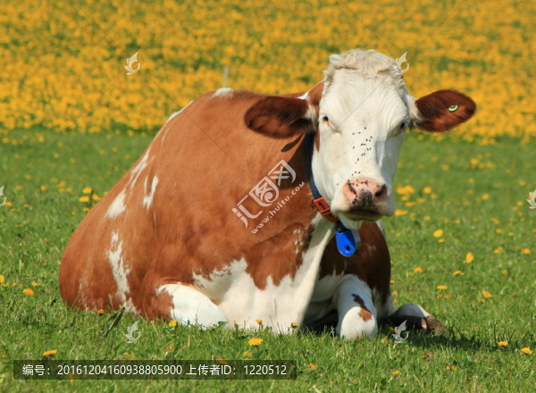 弗里堡的牛；產(chǎn)于美國的；產(chǎn)于美國的；產(chǎn)于美國的；休息的；產(chǎn)于