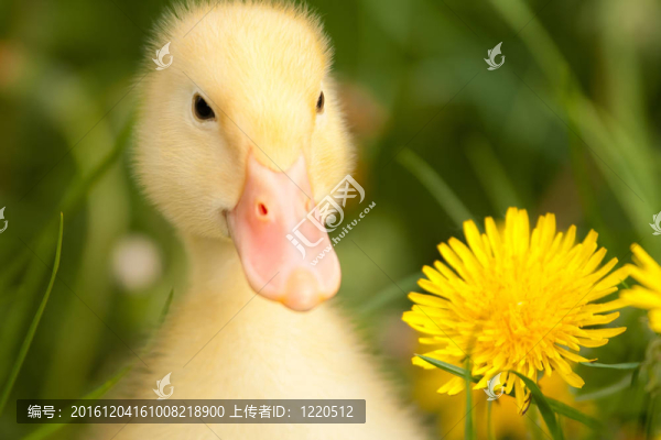 小鴨子