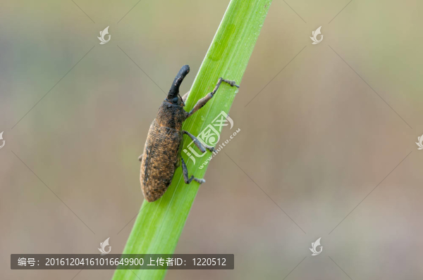 寬帶Lixus