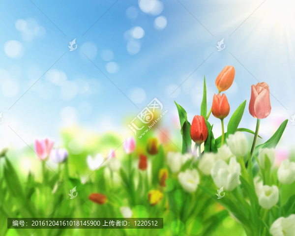 郁金香花田