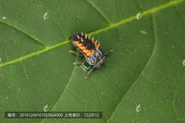 Ladybird,beetle,larva（七星）