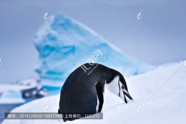 黑白企鵝