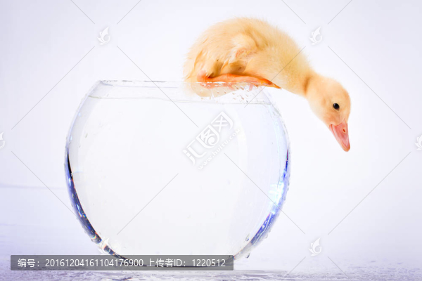 小鴨子