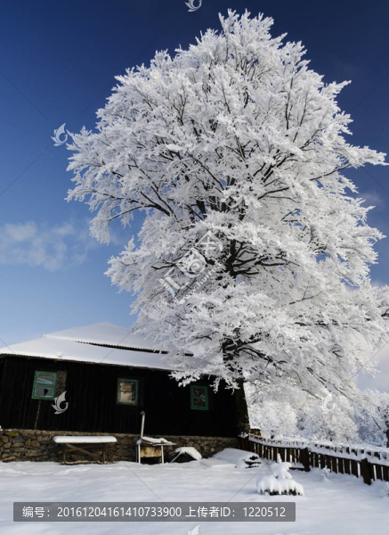 在雪樹(shù)在阿爾卑斯老木屋