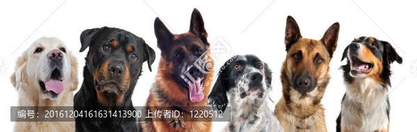 狗