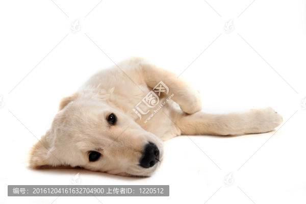 小狗的金毛獵犬