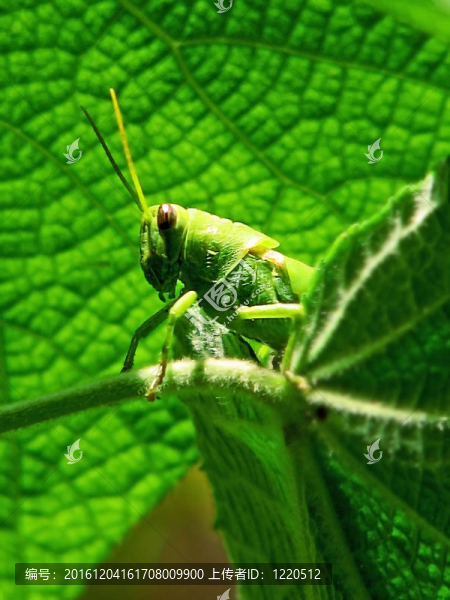綠色蚱蜢