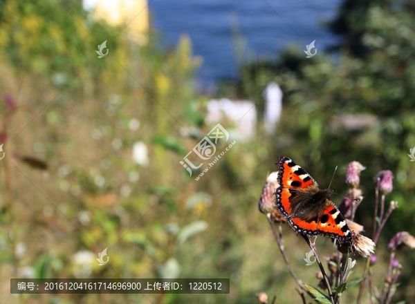 小tortoisefly蝴蝶