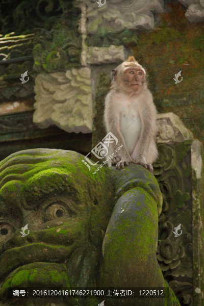 獼猴遺像坐