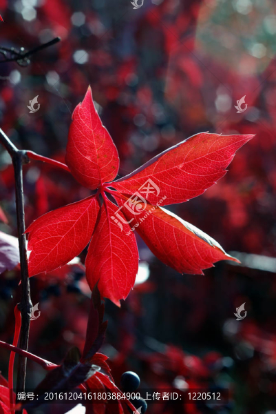 紅色的秋葉