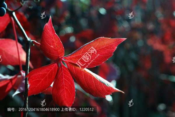 紅色的秋葉