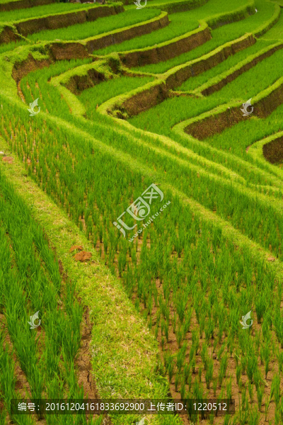 對Jatiluwih梯田；巴厘