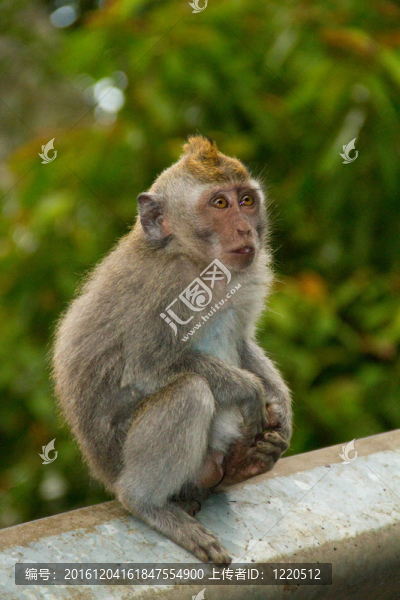 獼猴遺像坐