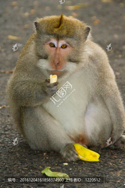獼猴的畫像與香蕉