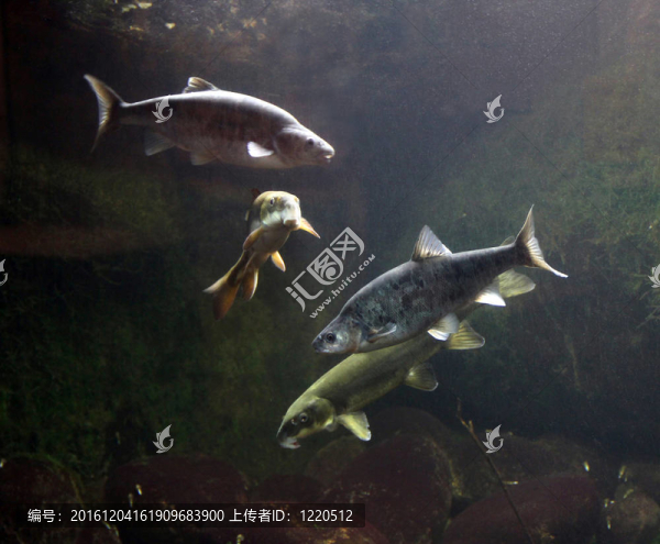 珍稀魚類