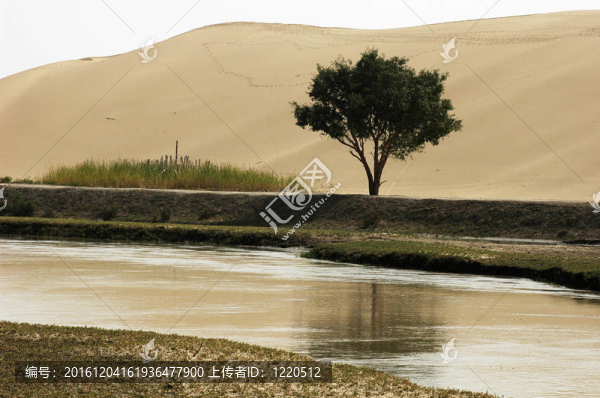 一個單一的樹，河流和沙丘景觀