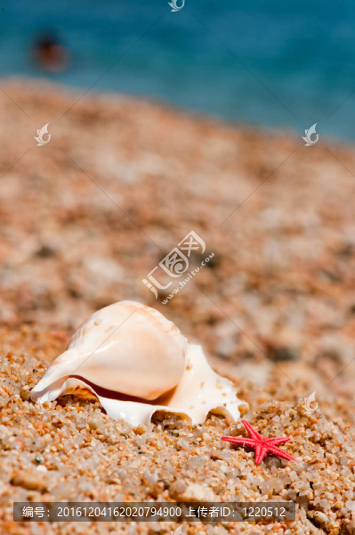 在海灘上的貝殼和海星