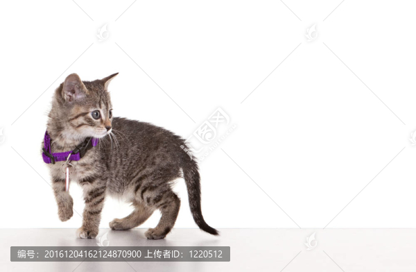 灰色虎斑貓