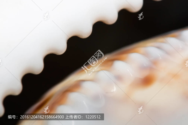 特寫的貝殼。