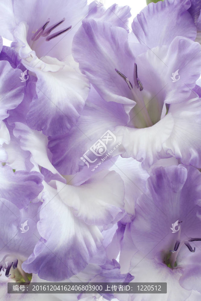 唐菖蒲