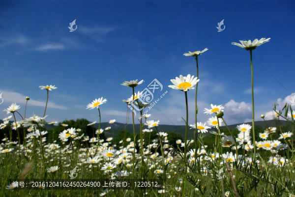 camomiles現(xiàn)場(chǎng)