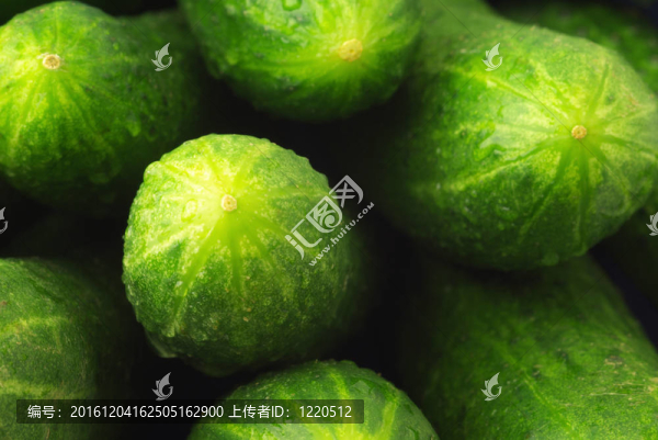 生黃瓜