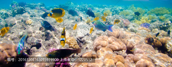 熱帶珊瑚礁。紅海