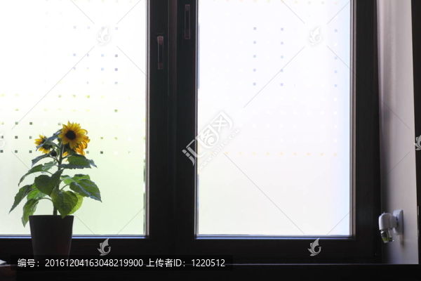 窗臺(tái)上的花。