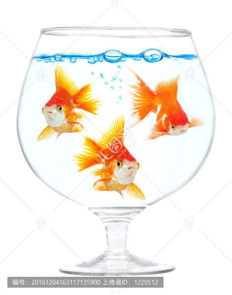 金小魚缸