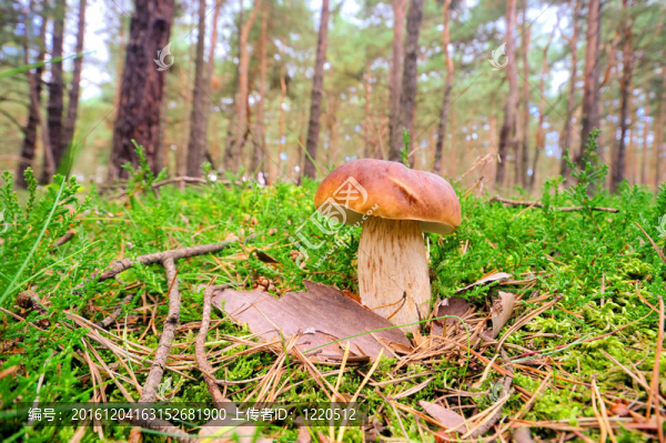 CEP,55