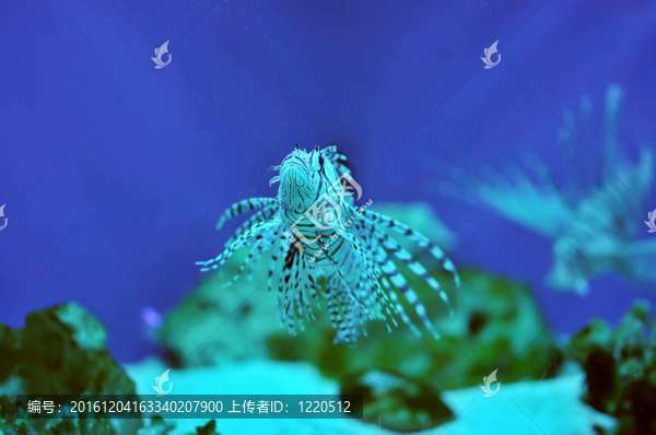 獅子魚