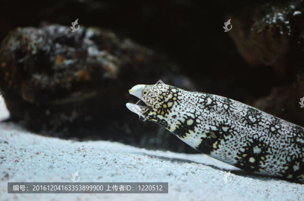 馬里