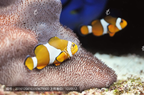 小丑魚(yú)