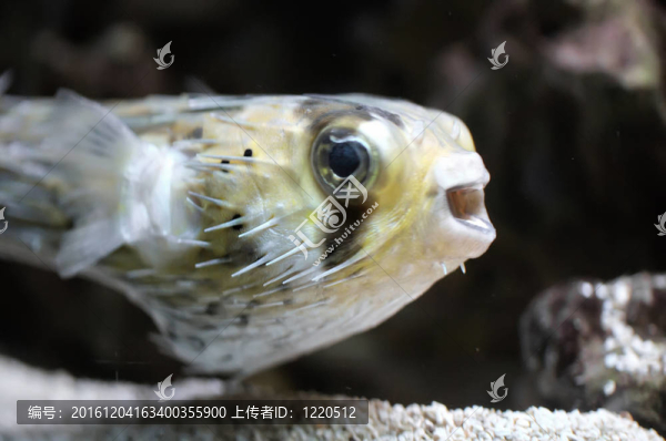 魚