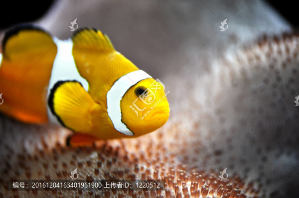 小丑魚