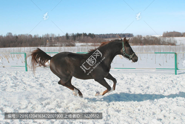 跳躍的馬。