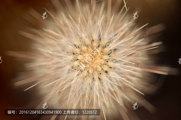 仙人掌