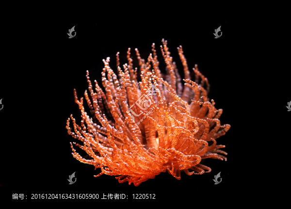 紅?？? title=
