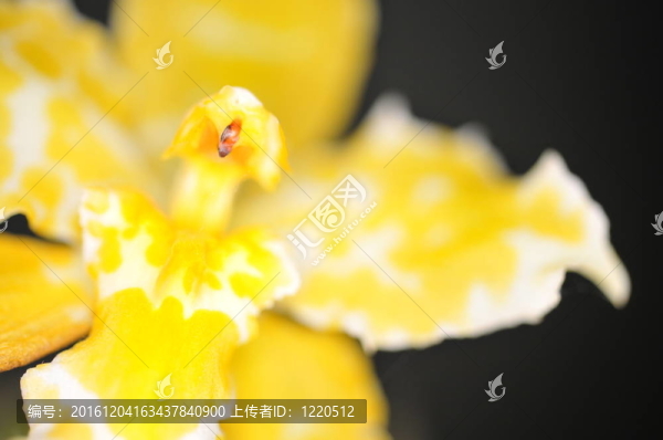布魯姆