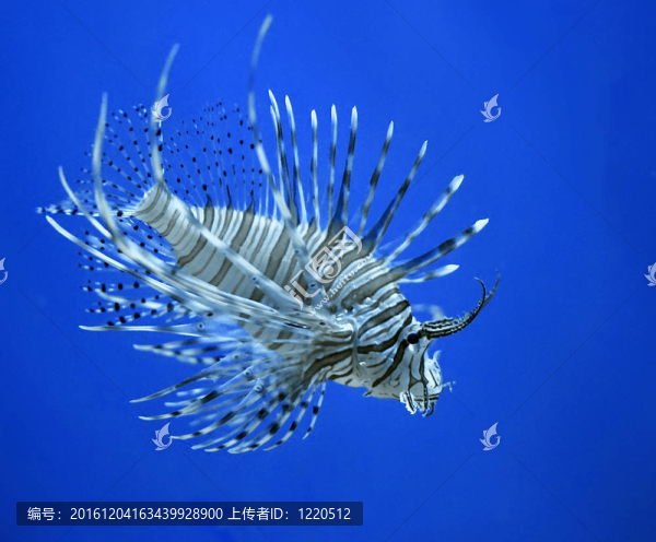 魚