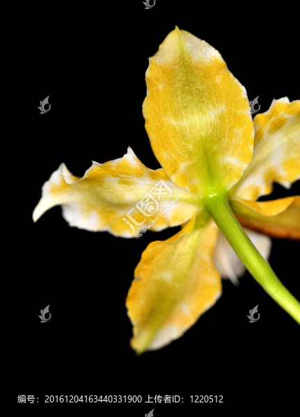 開花