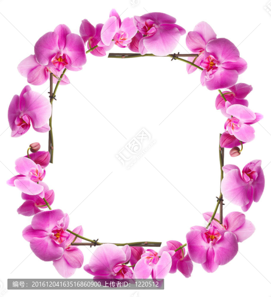 花蘭花框架