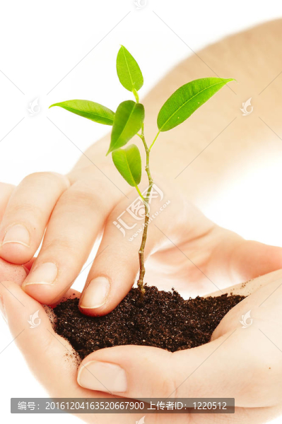 人的手和幼嫩的植物