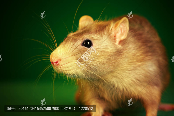 綠色背景鼠