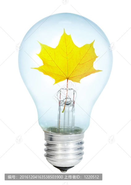 楓葉electrobulb