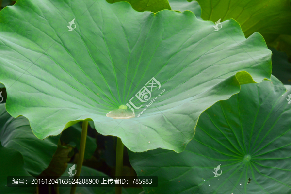 荷葉
