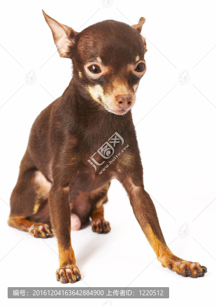 俄羅斯玩具犬