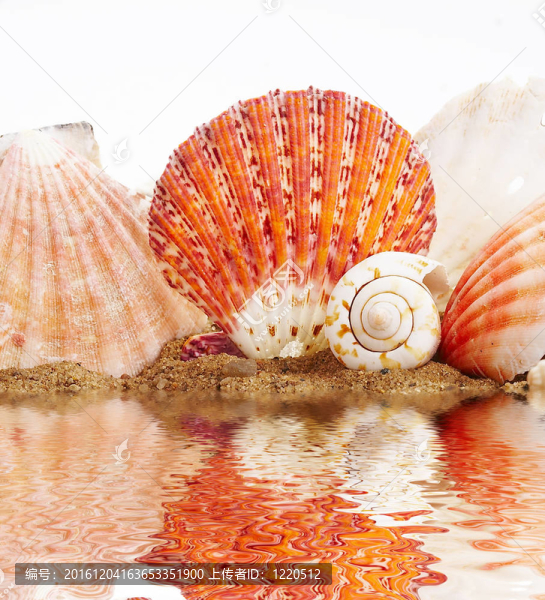 海海扇殼